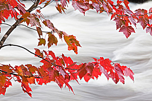 红枫,上方,河,漂亮,秋天,自然风光,阿尔冈金,安大略省,加拿大