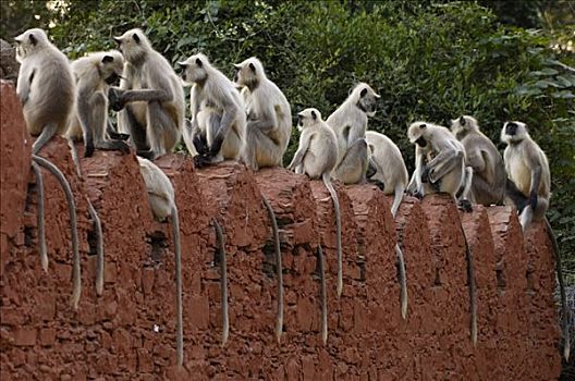 哈奴曼,叶猴,长尾叶猴,群,排列,泥,墙壁,拉贾斯坦邦,印度