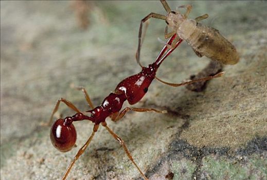 蚂蚁,捕食,吃惊,注射,毒液,背影,窝,哥斯达黎加
