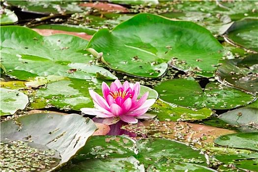 粉色,荷花,花,水塘