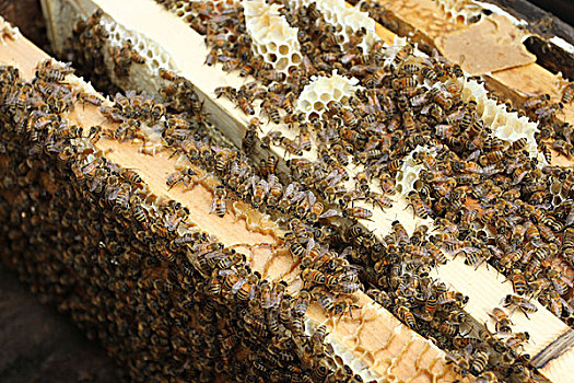 养蜂,蜂农,蜜蜂,采蜜,经济,蜂王,农民