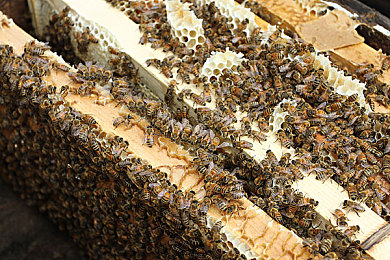 蜂农图片