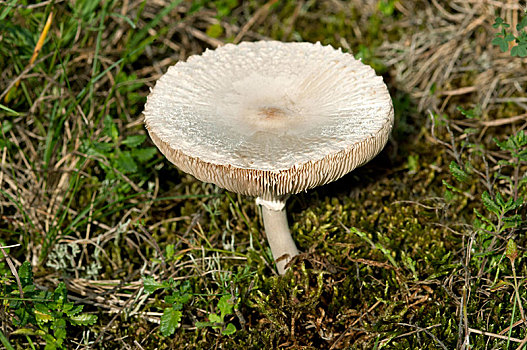 巨大,伞状蘑菇,阿尔萨斯,法国,欧洲