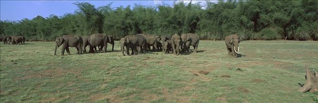 亚洲象,象属,牧群,区域,竹林,后面,国家公园,印度