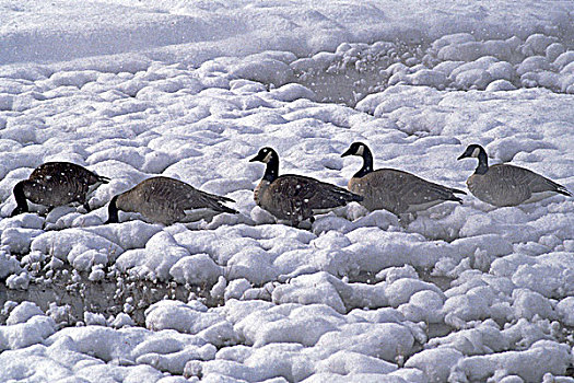 黄石公园,黑额黑雁,冬天,加拿大雁