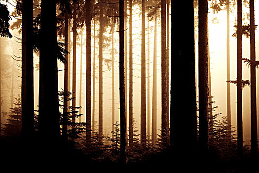 亮光,暗色,松树,树林,剪影,树,法国,六月,2008年