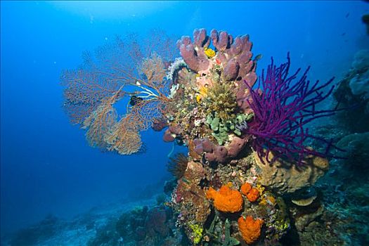 彩色,珊瑚礁,印度尼西亚,东南亚