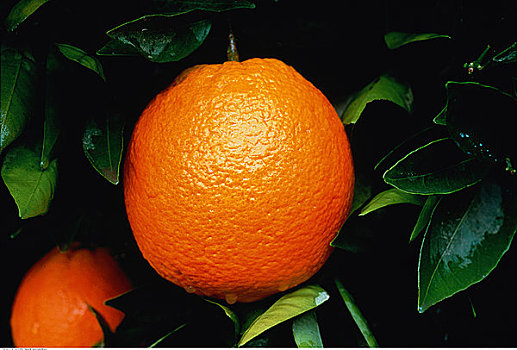 特写,橘子,树上