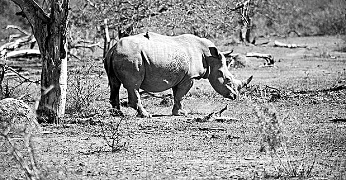 模糊,南非,野生动物,自然保护区,野生,犀牛