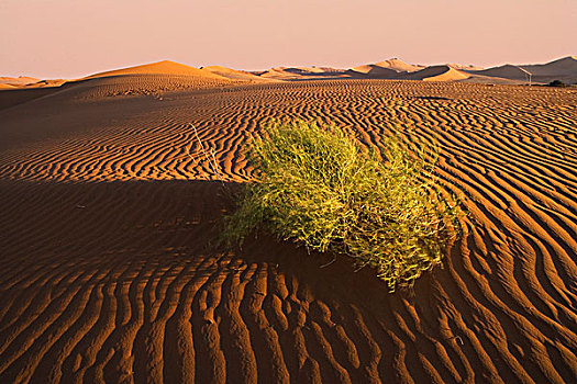 日出,上方,沙丘,纳米布沙漠,索苏维来地区,纳米比亚