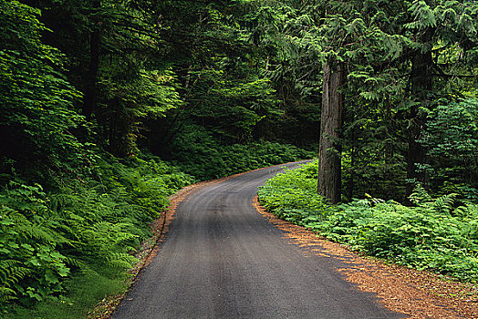 冰河,溪流,道路,贝克山,国家森林,华盛顿,美国