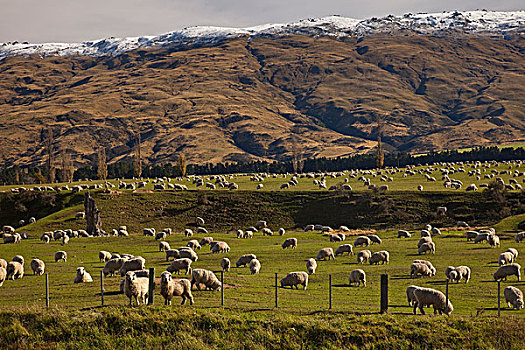家羊,绵羊,成群,放牧,柱子,中心,奥塔哥,新西兰