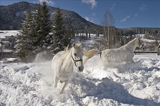 马,冬天,围场,提洛尔,奥地利