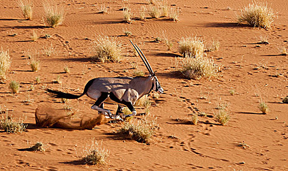 纳米比亚,纳米比诺克陆夫国家公园,索苏维来地区,航拍,恐惧,跑,长角羚羊