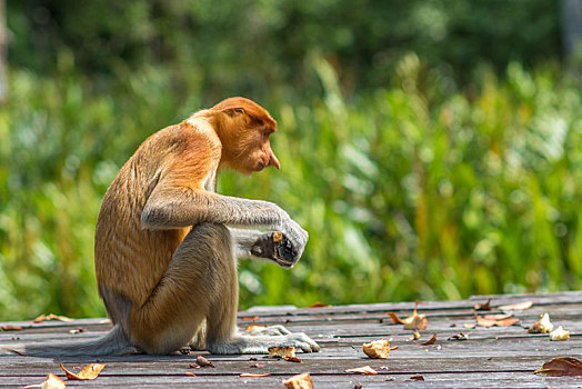 马来西亚,沙巴州,长鼻猴