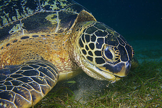 绿海龟,龟类,吃,海洋,草,动物,海滩,民都洛,菲律宾,亚洲