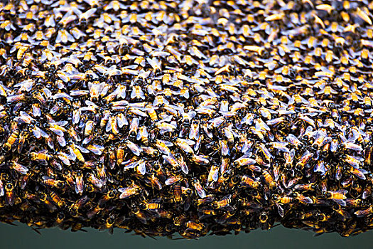 蜜蜂,室内,蜂巢