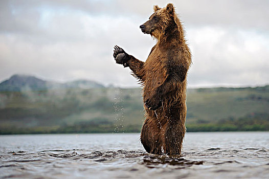 棕熊,堪察加半岛,俄罗斯