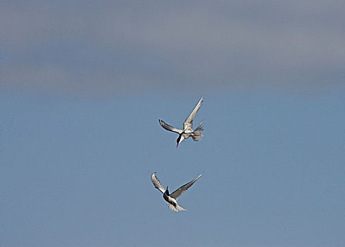 北极燕鸥,半空,哈得逊湾,加拿大