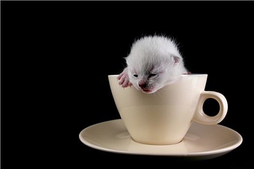 小,杯子,小猫