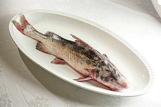 长江野生鮰鱼图片图片