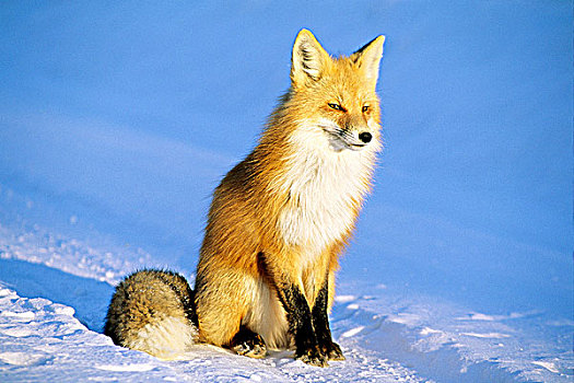 成年,红狐,狐属,冬天,北方针叶林,北方,萨斯喀彻温,加拿大