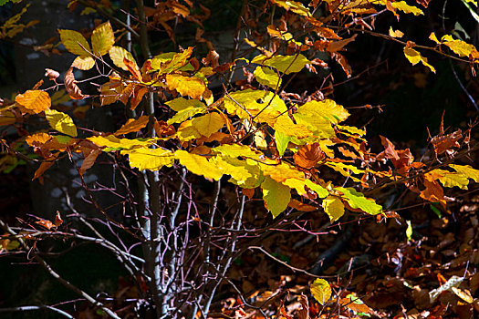 德国新天鹅堡秋天的枫树林森林步道