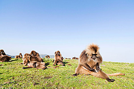 狮尾狒,埃塞俄比亚