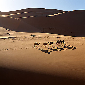 利比亚,沙,沙漠,骆驼,驼队