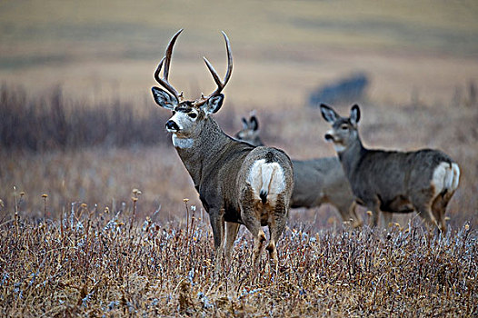 长耳鹿,骡鹿,雄性,雌性,西南方,艾伯塔省,加拿大