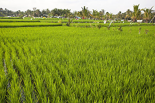印度尼西亚,巴厘岛,漂亮,绿色,稻田