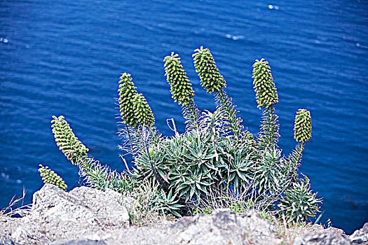 野生植物,加利福尼亚,美国