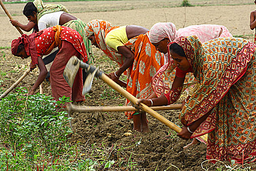 收集,土豆,孟加拉,四月,2009年