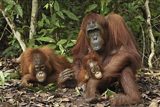 猩猩,黑猩猩,女性,雨林,地面,檀中埠廷国立公园,印度尼西亚