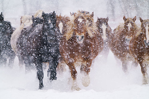 暴风雪,马