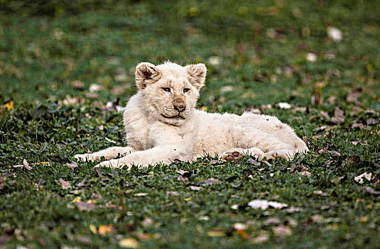 幼仔,白色,狮子