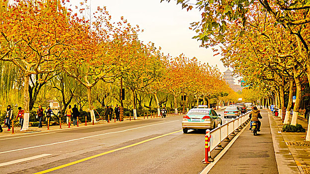 城市秋景法国梧桐
