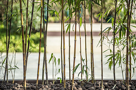 新中式园林景观竹子墙