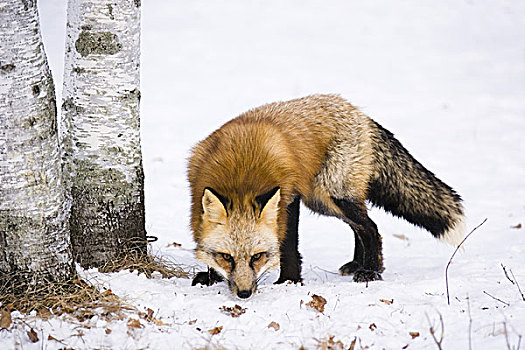 红狐,狐属,冬天