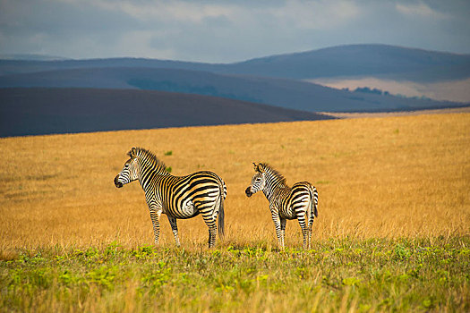斑马,马,国家公园,马拉维,非洲