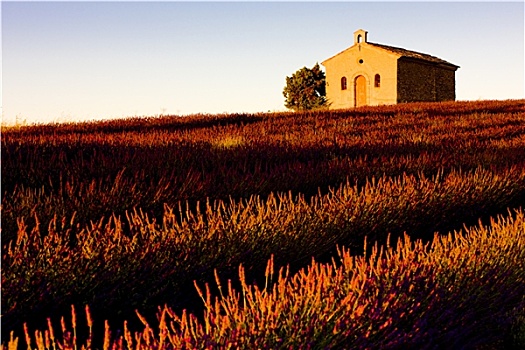 小教堂,薰衣草种植区,瓦伦索高原,普罗旺斯,法国