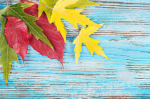 秋天,背景,黄色,绿色,枫叶,蓝色,木质,表面