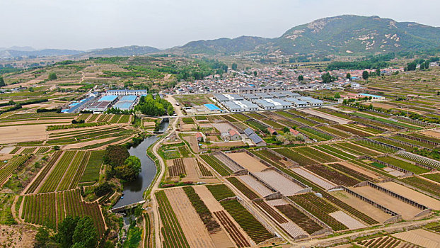 山东省日照市,万亩茶园染绿乡村大地,茶产业助农民致富