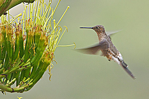 巨大,蜂鸟,十亿,进食,开花植物,靠近,基多,高地,中心,厄瓜多尔