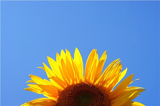 黄色,向日葵,清晰,夏天,蓝天