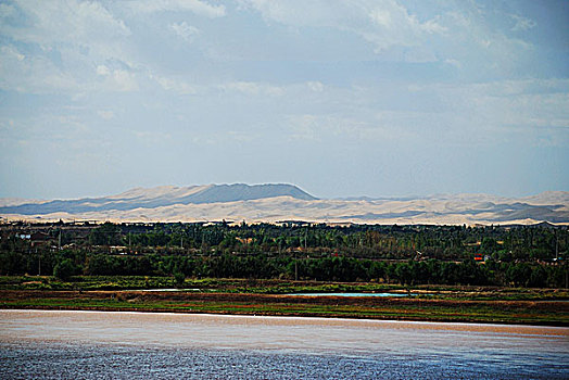 黄河防护林和远处的沙山