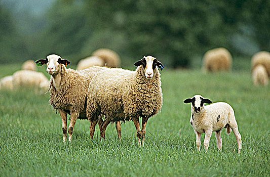 法国,绵羊,土地