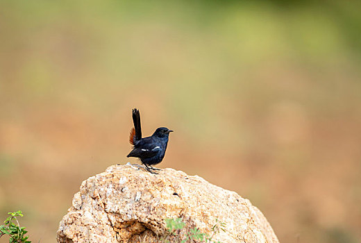 站在石头或秃枝顶端鸣唱的印度黑鸲鸟