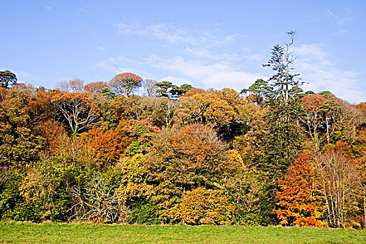 秋天,树,彩色,沃特福德,爱尔兰