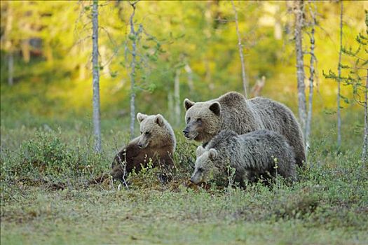棕熊,树林,芬兰